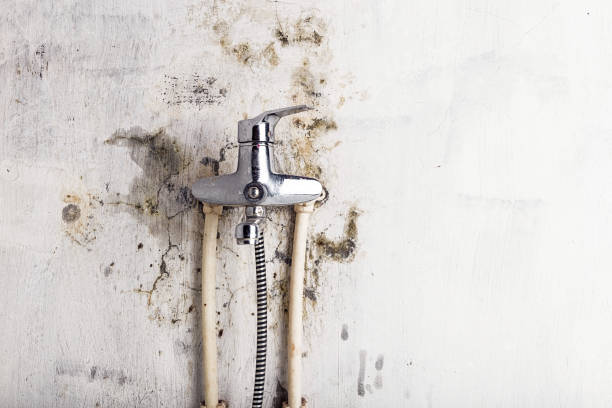 Best Commercial Mold Removal  in Knoxvle, IL