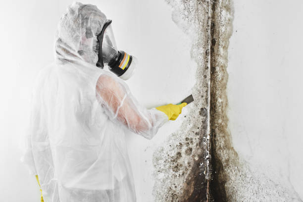 Best Mold Testing  in Knoxvle, IL