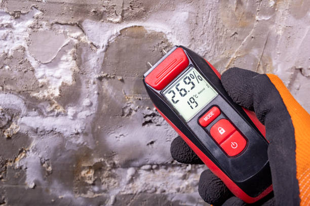 Best Local Mold Removal Service  in Knoxvle, IL