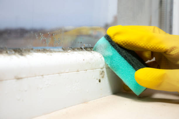 Best Best Mold Removal Companies  in Knoxvle, IL
