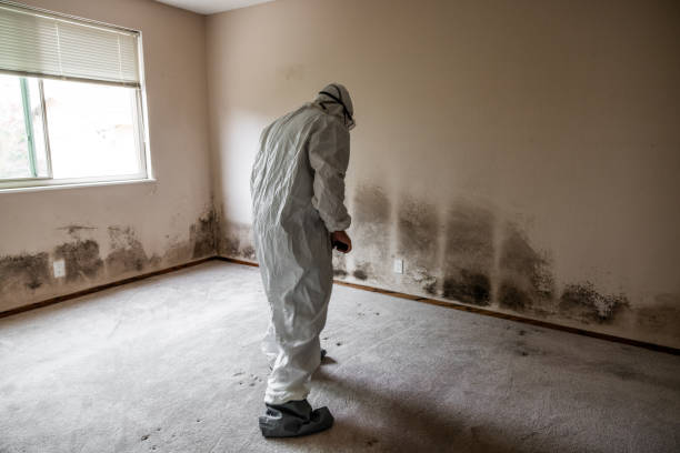 Best Emergency Mold Removal  in Knoxvle, IL