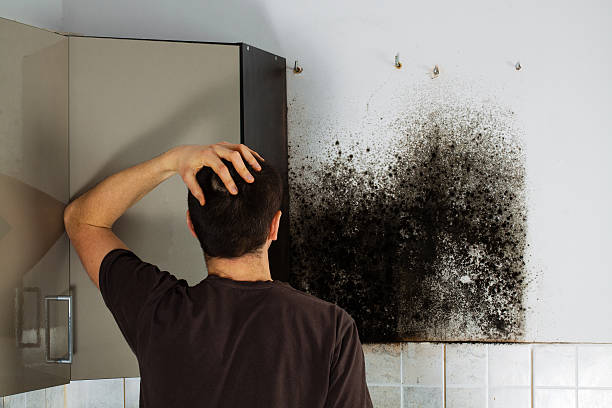 Best Mold Removal Specialists  in Knoxvle, IL