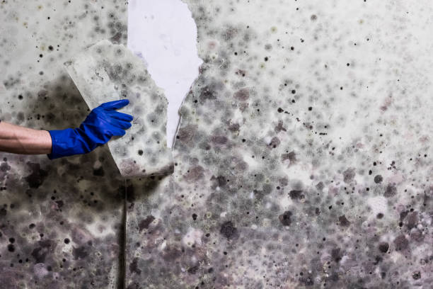 Best Fast Mold Removal  in Knoxvle, IL