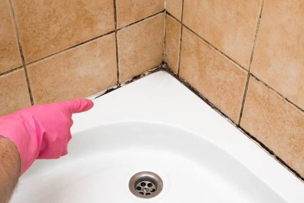 Best Mold Remediation  in Knoxvle, IL
